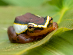 Hyperolius mitchelli