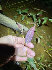 Persicaria dichotoma