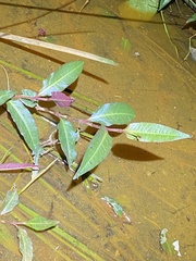Persicaria dichotoma