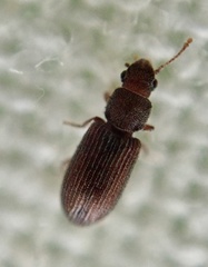 Berginus tamarisci