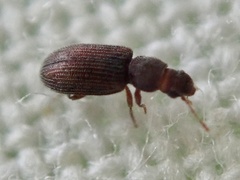 Berginus tamarisci