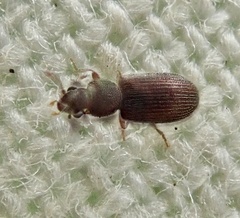 Berginus tamarisci