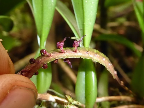 Image of Bulbophyllum sandersonii by (c) Thibaud Aronson, some rights reserved (CC BY-SA)