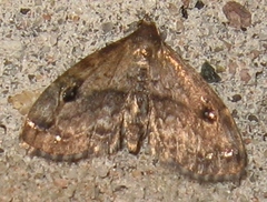 Melanomma auricinctaria