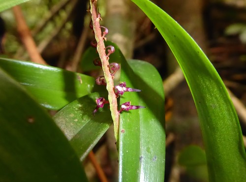 Image of Bulbophyllum sandersonii by (c) Thibaud Aronson, some rights reserved (CC BY-SA)