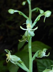 Habenaria thomana
