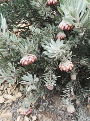 Protea pendula