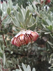 Protea pendula