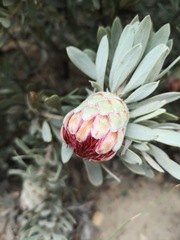 Protea pendula