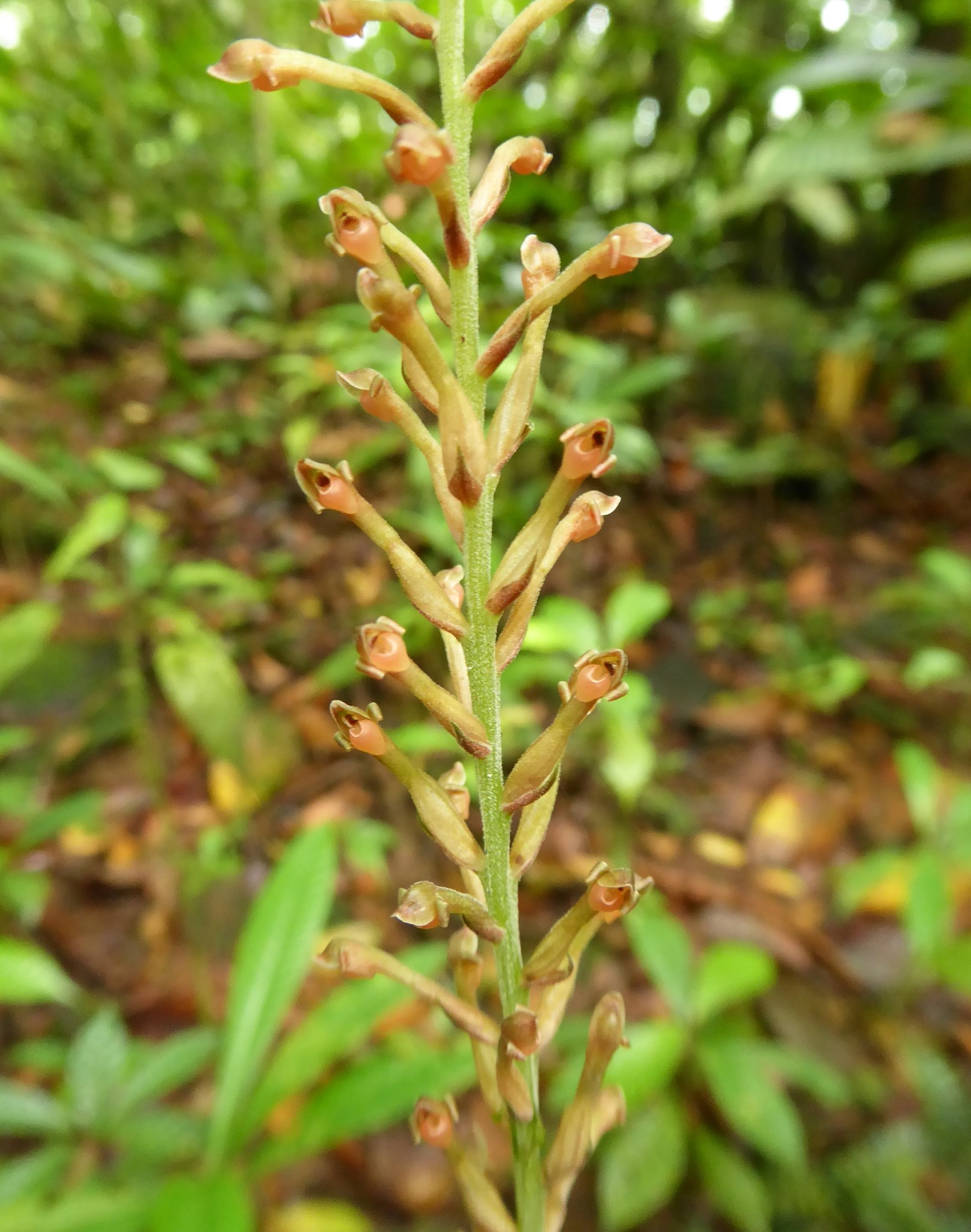 Manniella