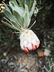 Protea pendula