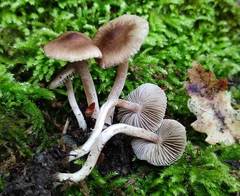 Inocybe flocculosa