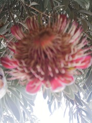 Protea pendula