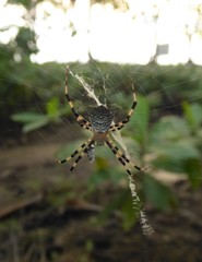 Argiope flavipalpis