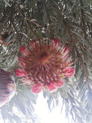 Protea pendula