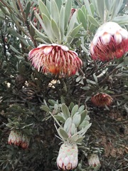 Protea pendula