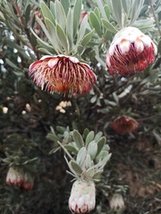 Protea pendula