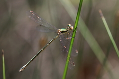Lestes virens