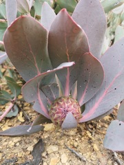 Protea recondita