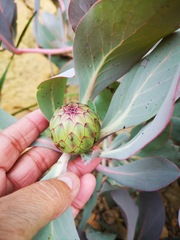 Protea recondita