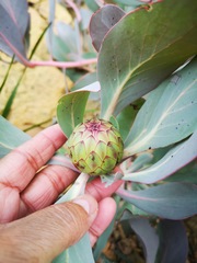 Protea recondita