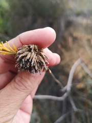 Athanasiinae