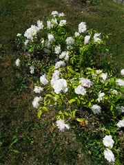 Rosa canina