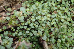 Australina pusilla pusilla