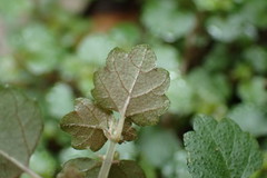 Australina pusilla pusilla