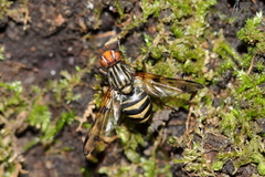 Otites porcus