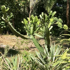 Euphorbia antiquorum