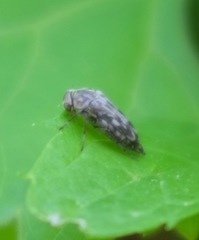 Yakuhananomia bidentata
