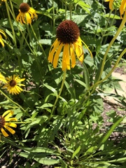 Echinacea paradoxa paradoxa