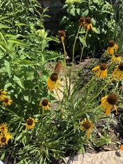 Echinacea paradoxa paradoxa