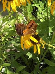 Echinacea paradoxa paradoxa