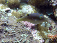 Canthigaster papua