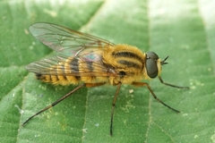 Thereva aurata