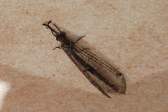 Distoleon tetragrammicus