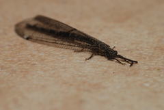 Distoleon tetragrammicus