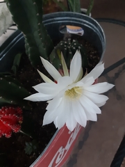 Echinopsis subdenudata