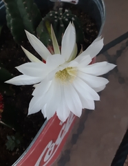 Echinopsis subdenudata