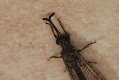Distoleon tetragrammicus
