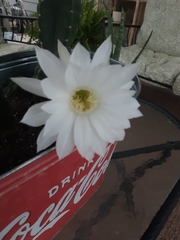 Echinopsis subdenudata