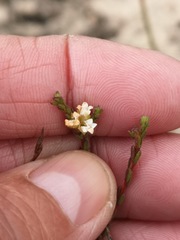Euchaetis
