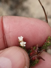 Euchaetis