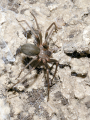 Loxosceles rufescens