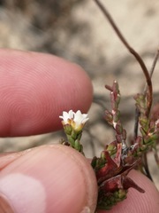 Euchaetis