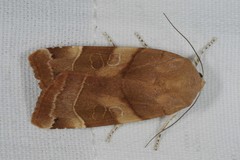 Noctua fimbriata