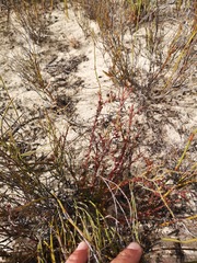 Euchaetis