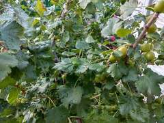 Ribes × nidigrolaria